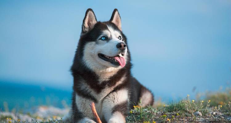 Nahaufnahme eines ruhenden Sibirischen Huskys mit leuchtend blauen Augen vor einer unscharfen nordischen Landschaft.