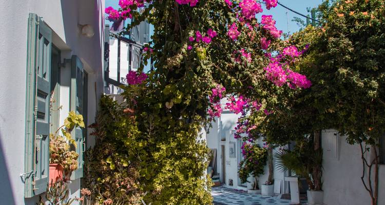 Mit Blumen gefüllte Gasse mit Bougainvillea über weiß getünchten Mauern auf einer griechischen Insel.