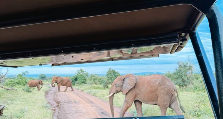 Des éléphants traversant une piste boueuse, observés à travers le cadre de fenêtre d'un véhicule de safari