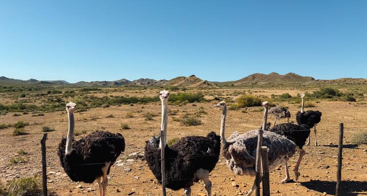 Des autruches curieuses se tenant derrière une clôture dans un paysage semi-aride près d'Oudtshoorn