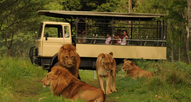Open-sided safari truck with tourists observing a pride of lions resting on grassy ground.