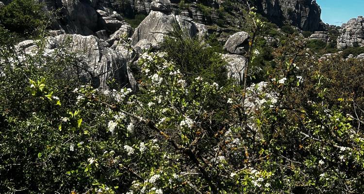 Les buissons épineux denses obscurcissant la vue sur les collines karstiques rocheuses