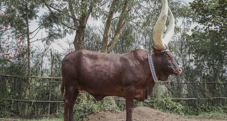 Profiel van een Ankole-Watusi-koe met enorme hoorns die in een schaduwrijke landelijke omheining staat.