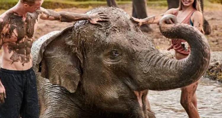 Mud-covered tourists affectionately washing a young elephant in a shallow pool in the jungle.