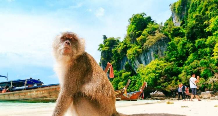 A monkey sits on a tropical beach with limestone cliffs and long-tail boats in the background, visitors in the distance.