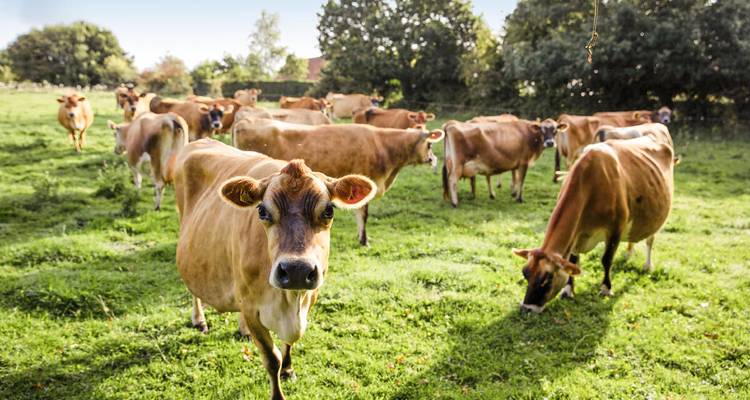 Herde von Jersey-Rindern, die auf einer leuchtend grünen Wiese grasen, wobei eine neugierige Kuh in die Kamera schaut