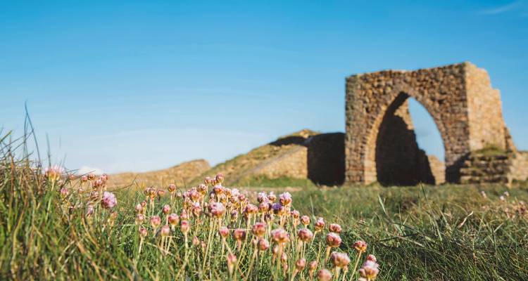 Nahaufnahme von rosa Wildblumen mit mittelalterlichen Steinbogenruinen verschwommen im Hintergrund vor blauem Himmel