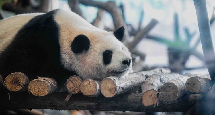 Ein Riesenpanda ruht friedlich auf einer Holzplattform in seinem Gehege.