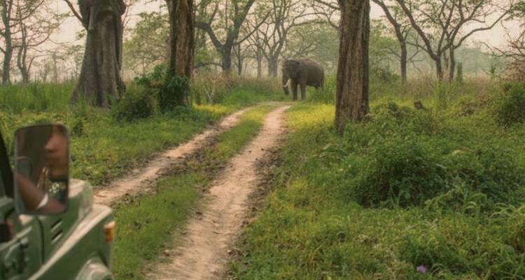 Un véhicule de safari s'approche d'un éléphant d'Asie solitaire se tenant sur une piste en terre dans une jungle dense.
