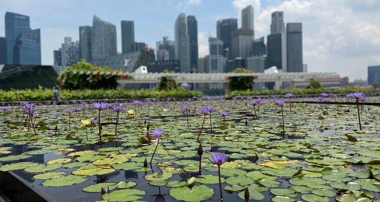 Lirios acuáticos de color púrpura floreciendo en un estanque con los rascacielos del centro de Singapur de fondo.