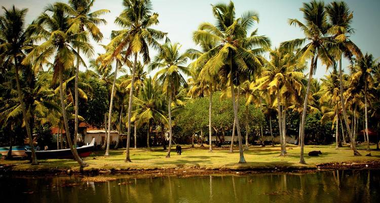 Rij met hoge kokospalmen langs een rustige waterweg in de backwaters van Kerala.
