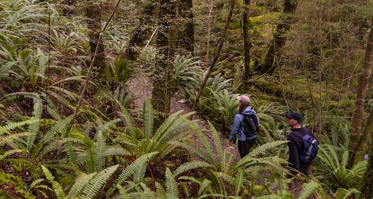 Deux randonneurs avec des sacs à dos marchent dans une forêt tropicale luxuriante de la Nouvelle-Zélande dense de fougères.