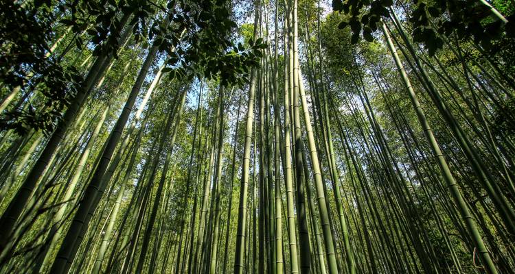 Des tiges de bambou vert imposantes s'élevant vers le ciel à l'intérieur d'une forêt de bambou dense