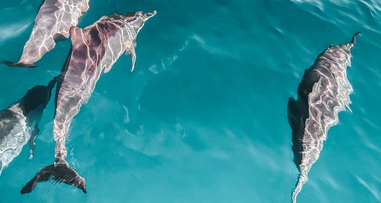 Trois dauphins nageant juste sous la surface d'une mer turquoise calme.