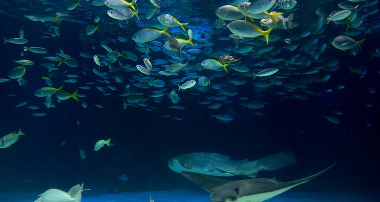 Scène sous-marine sombre avec des bancs de poissons colorés et une raie.