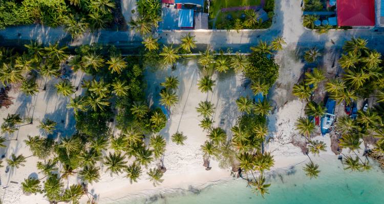 Vue de haut d'une plage de sable blanc bordée de rangées denses de cocotiers et de mer turquoise, prise par drone.