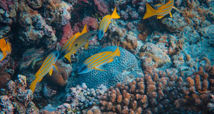 Vue sous-marine d'un récif corallien vibrant avec un banc de poissons à rayures jaunes nageant parmi des éponges colorées.