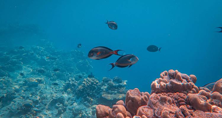 Scène sous-marine d'un bleu cristallin avec plusieurs poissons aux rayures sombres nageant près des formations de corail sur la pente du récif.