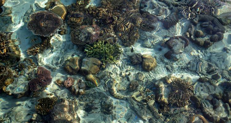 Eau peu profonde ensoleillée révélant des têtes de corail complexes et des motifs de sable vus de dessus la surface.