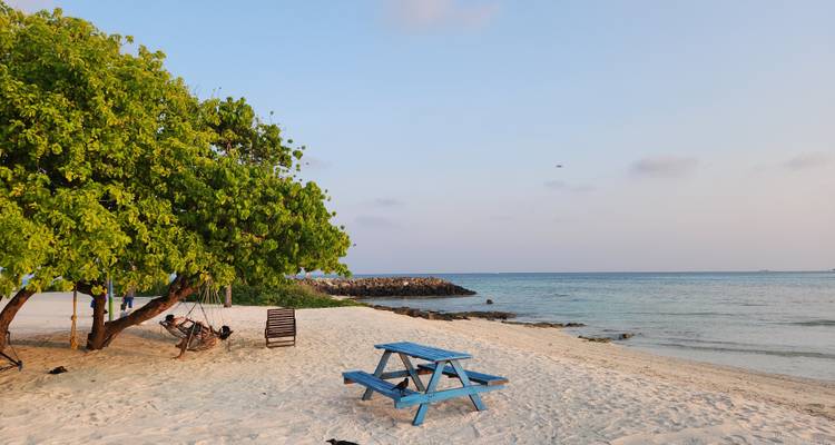 Plage de sable tranquille avec un arbre feuillu, une table de pique-nique bleue et une mer calme sous la douce lumière du début de soirée.
