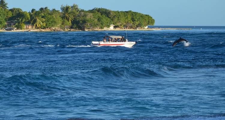 Croisière en bateau à moteur sur une mer bleu profond tandis qu'un dauphin saute à côté près d'une côte tropicale luxuriante.