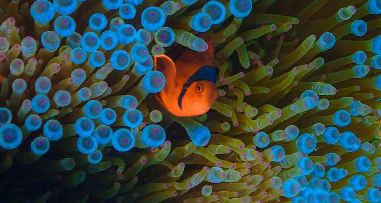 Gros plan d'un poisson-clown orange niché parmi les tentacules d'anémone d'un bleu et d'un vert vibrants.
