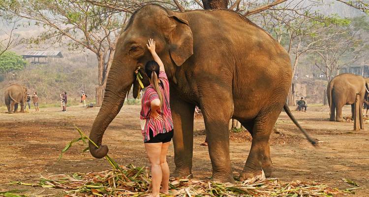 Un visitante toca suavemente la cabeza de un elefante asiático en un santuario rodeado de pastos secos y colinas lejanas.