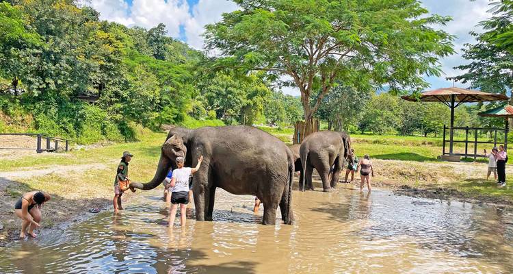 Les voyageurs se baignant et nettoyant des éléphants dans un étang forestier boueux d'un sanctuaire.