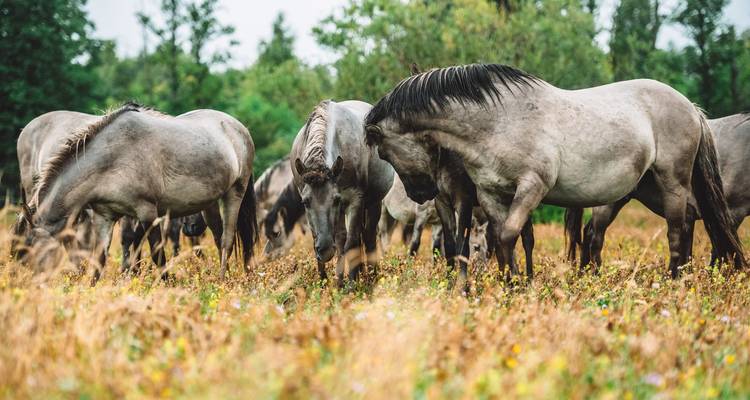 Manada de caballos grises semisalvajes pastando en un prado lleno de flores dentro de una reserva natural.
