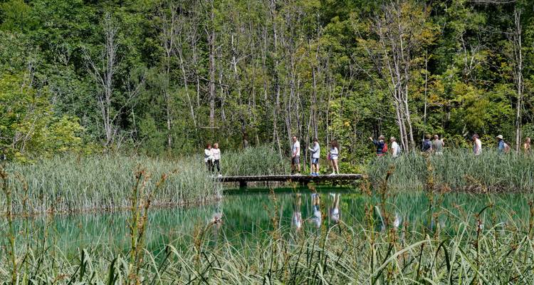Visitors walking along a narrow wooden bridge over emerald wetland framed by dense forest