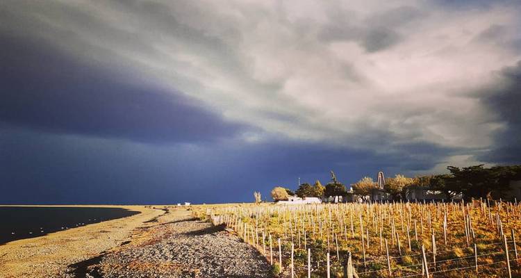 Paysage côtier aux teintes changeantes avec des rangées de vignobles sous des nuages d'orage dramatiques.