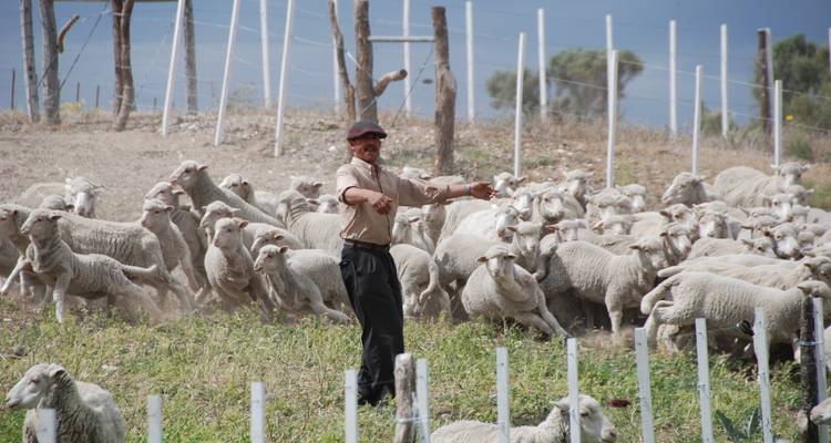 Le gaucho fait paître un grand troupeau de moutons à travers les pâturages arides de la Patagonie.