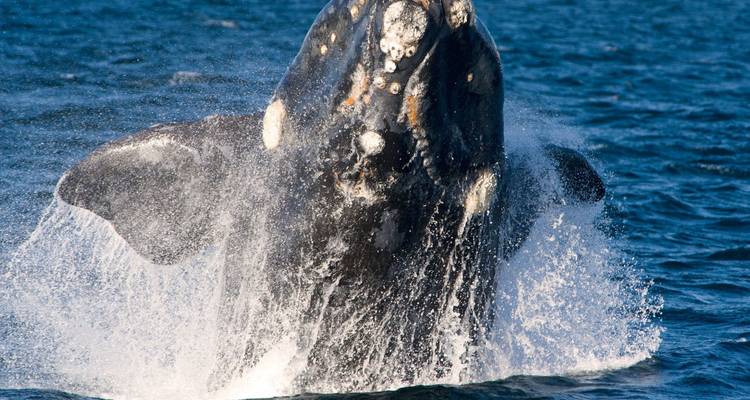 La baleine franche australe jaillit explossivement des eaux océaniques bleues.