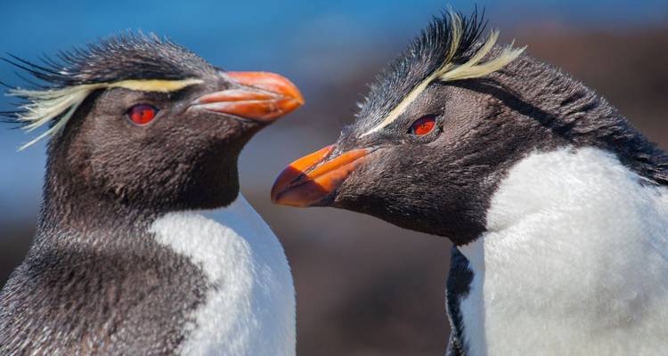 Portrait rapproché de deux manchots gorfous avec leurs yeux rouges frappants et leurs crêtes jaunes.