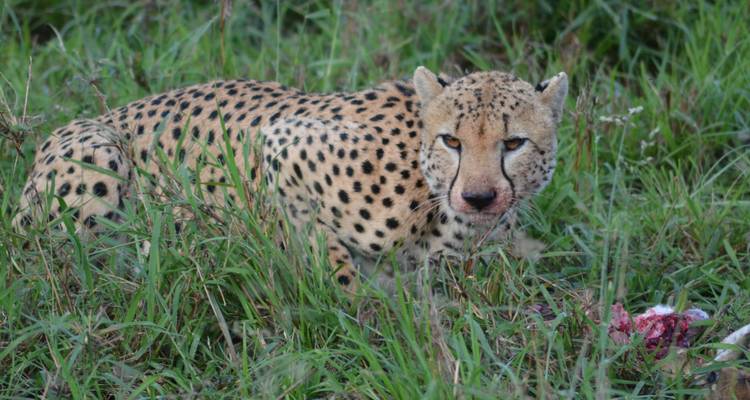 Gepard, der sich in hohem Gras duckt und frische Beute in der Serengeti bewacht.