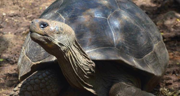 Primer plano de una tortuga gigante de Galápagos mostrando su caparazón texturizado y cuello arrugado.