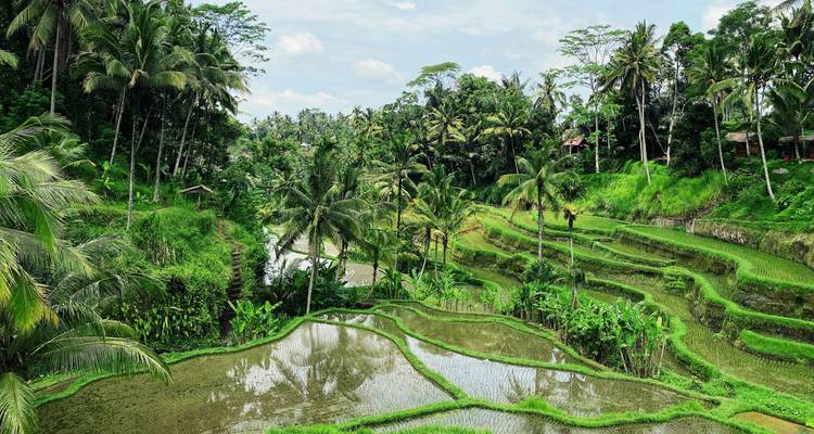 Weelderige getreden rijstvelden slingeren rond palmbomen en jungle in een groen tropisch dal.