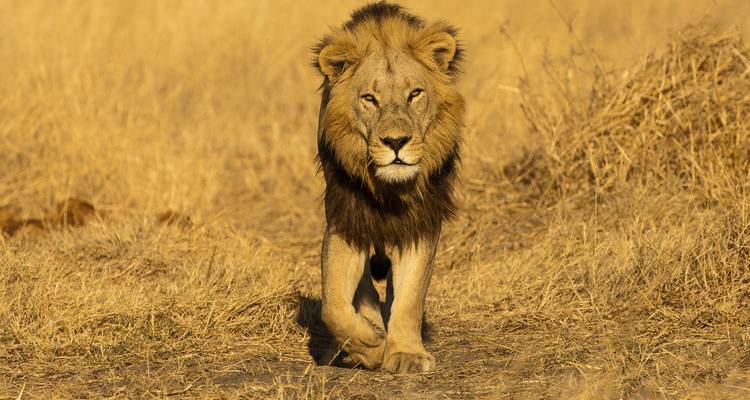 Ein majestätischer männlicher Löwe schreitet durch goldenes Savannengas und blickt den Betrachter direkt an.