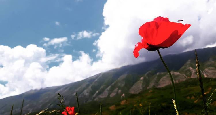 Flores rojo brillante de amapola en primer plano con crestas de montañas albanesas bajo nubes esponjosas.