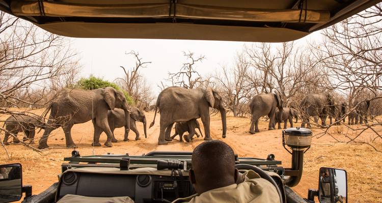 Un véhicule de safari observe un troupeau d'éléphants traversant une piste forestière poussiéreuse