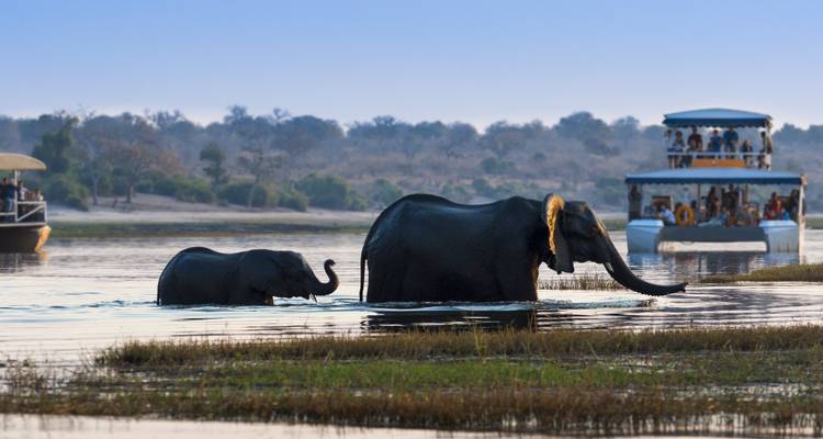 Des éléphants traversant un large fleuve au crépuscule tandis que des bateaux de touristes observent à proximité