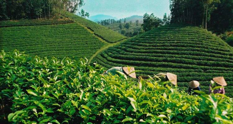 Trabajadores con sombreros cónicos cosechan exuberantes hojas de té verde en las colinas ondulantes de la plantación.