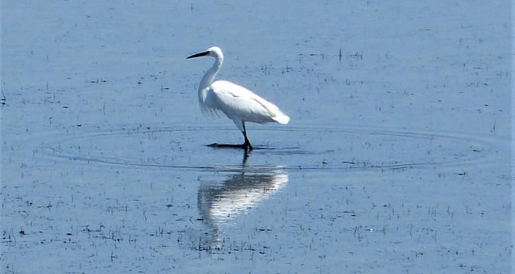 A solitary white egret stands in shallow blue water with its reflection mirrored beneath.