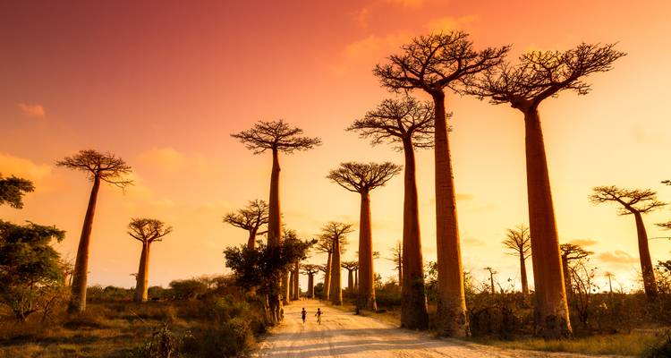 Dramatischer Sonnenuntergang über die Avenue der Baobabs mit zwei kleinen Gestalten, die entlang einer staubigen Straße spazieren.