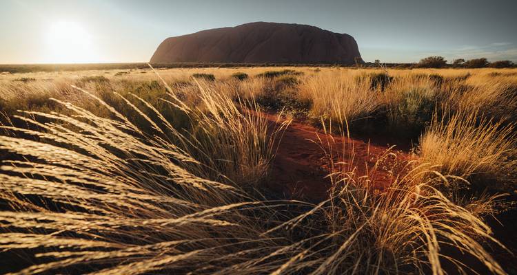 Goldene Gräser wiegen sich im Vordergrund, während der massive Sandsteinmonolith Uluru bei Sonnenaufgang erstrahlt.