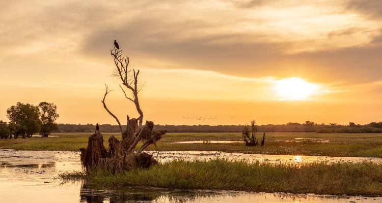 Ruhiges Feuchtgebiet bei Sonnenuntergang mit einem einzelnen Vogel, der auf einem toten Baum sitzt, und goldenen Spiegelungen im Wasser.
