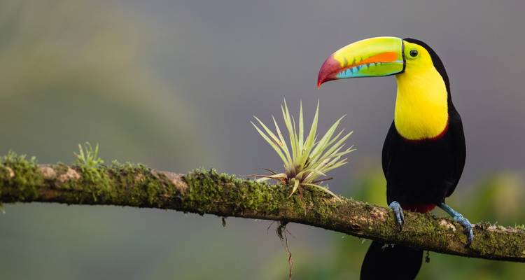 Colorido tucán pico de quilla posado en una rama cubierta de musgo junto a una planta aérea sobre un fondo verde suave.