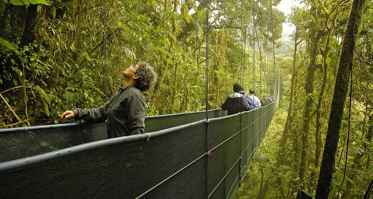 Los viajeros cruzan un largo puente colgante muy alto en el dosel de la selva tropical brumosa con vegetación exuberante por todos lados.