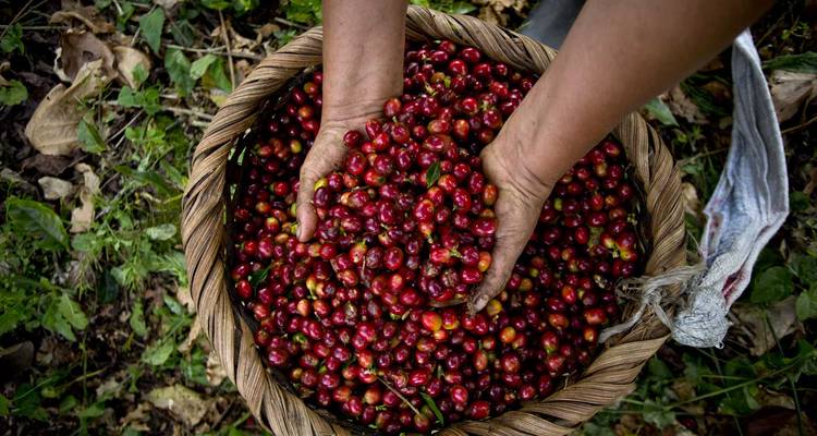 Las manos recogen cerezas de café rojo brillante de una canasta tejida en un entorno de plantación verde.