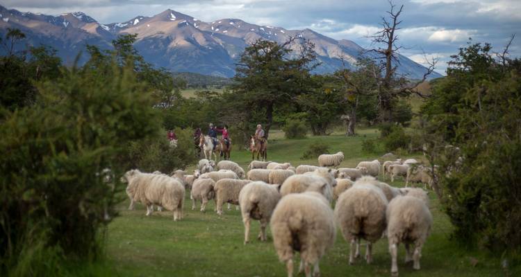 Eine Schafherde graest, während Gauchos zu Pferd über eine patagonische Wiese reiten, wobei schneebedeckte Gipfel dahinter zu sehen sind.
